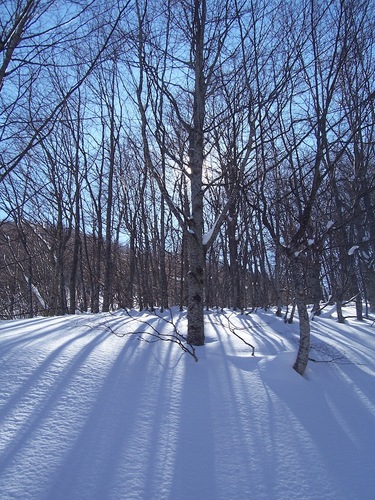 myripiri's profile picture. 