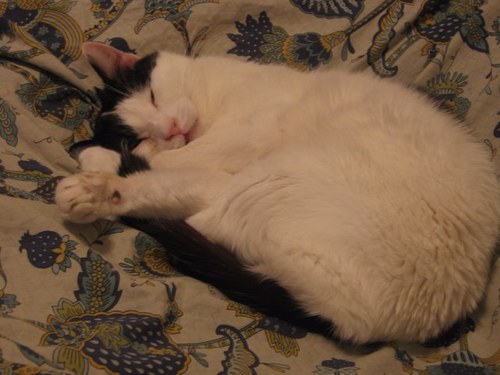 Bisking's profile picture. L’uomo è l’unico animale che arrossisce perché è l’unico che ne ha bisogno