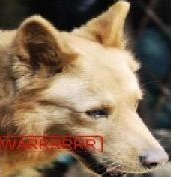 WARRRRRR's profile picture. 