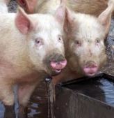 We're talking politicians, not razorbacks. All political animals welcome. #PigsAtTheTrough