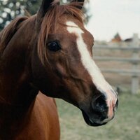 Duke (@mrhorseheadman) 's Twitter Profile