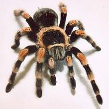 Alisarrt's profile picture. Блогер, манимейкер, аквариумист-любитель, вебмастер, Фоловлю в ответ, Follow me I will Follow you back