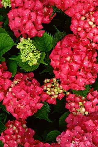 angel_jinx's profile picture. 