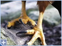 sparralegs11's profile picture. I love me a Joel goal, some fanta pants and Gus