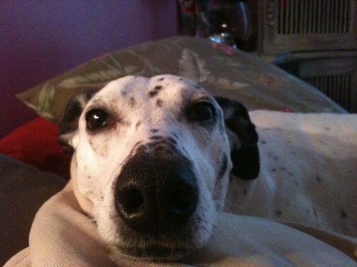 Love food, couch, napping, hugs....everythings wich is good as long as there is tenderness with in !