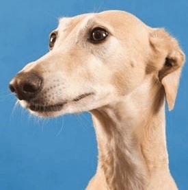 TheGoldenBone's profile picture. Locally owned Pittsburgh Pet Resort since 1988. Open 7-7 for doggy day care!