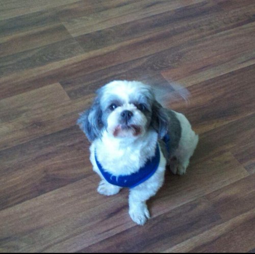 ihazaflvr's profile picture. 