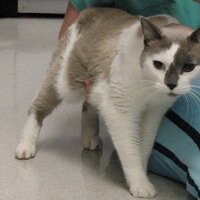 AAHA Helping Pets (@aahahelpingpets) 's Twitter Profile