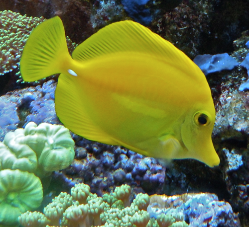 we are an independent marine specialist based online and in chester UK, selling only the best livestock and equipment.