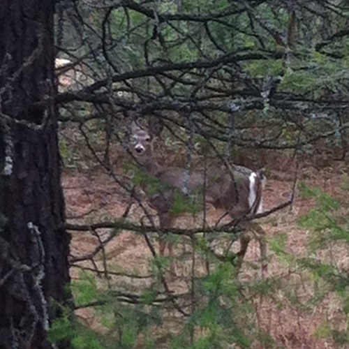 vtr308's profile picture. have been to space and found no flyfishing so returned to earth