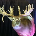 Robert Thurman - @robsrepairs - Twitter