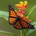 Tracy Woodruff - @tracyfet - Twitter