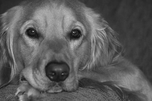 Ralphielargeman's profile picture. I'm Ralphie P. Largeman, Golden Retriever