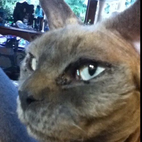 blueberrycatPBK's profile picture. PeanutButterKitty - PBK making trouble all the live long day.  Blueberrycat tweets from the Rainbow Bridge