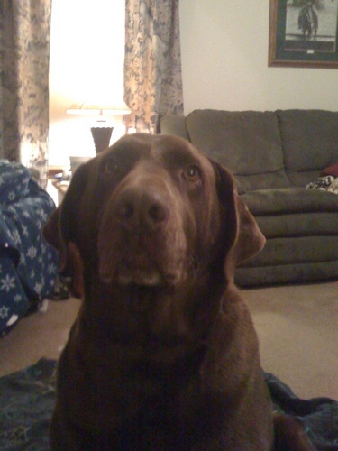 shrumcowlady's profile picture. 