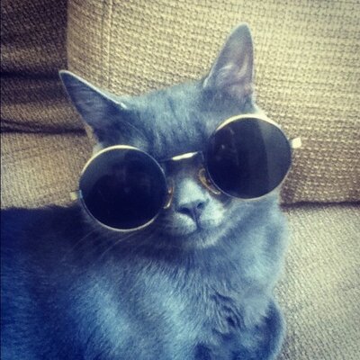 GatoSheldon's profile image