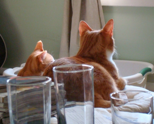 d12dana's profile picture. 