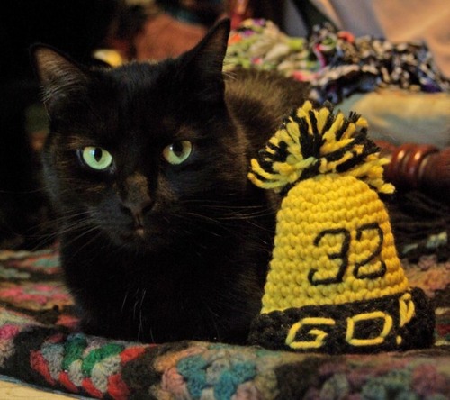 USMCatProblems's profile picture. We are the cats of Southern Miss! #CatsTTT