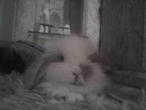 FellipeJean's profile picture. 