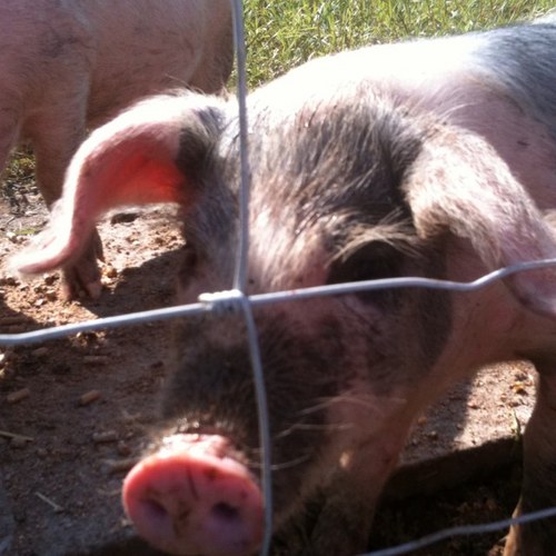 DrLizWill's profile picture. knitting pig-keeping GP, morris dancing river swimming Hospice Doctor, mummy-of-2 wife of @semingtondock bad accordion player. she/they