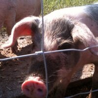 Elizabeth Williamson (@drlizwill) 's Twitter Profile Photo