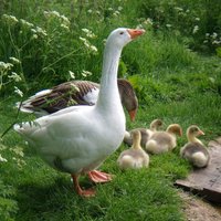 Dorrie Peat (@doripeat) 's Twitter Profile Photo Dorrie Peat (@doripeat) 's Twitter Profile Photo