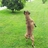 javi_lema's profile image