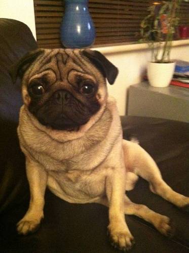 I am a pug, I do pug things. I like eating, tweeting and sleeping. I am also writing my first novel, a murder-mystery. I have a human, his name is mart.