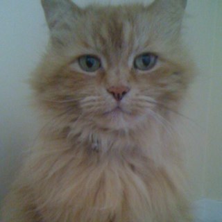 antross78's profile picture. 