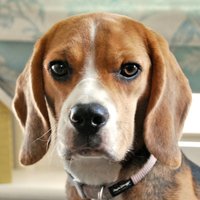 Ava the Beagle (@avabeagle) 's Twitter Profile