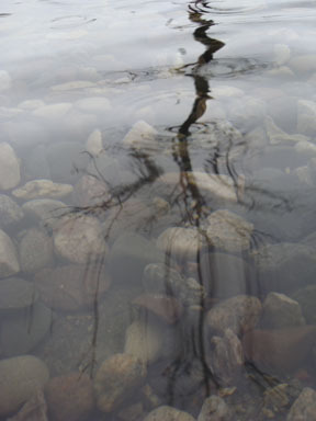 MadelineGouin's profile picture. Welcome to EARTH AM I ™ (LLC) a beautiful vibration of books and apparel with a purpose.