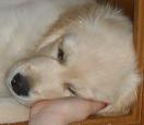http://t.co/KBgelUmowT
We are not the official @GuideDogs
people, but do support them! :)