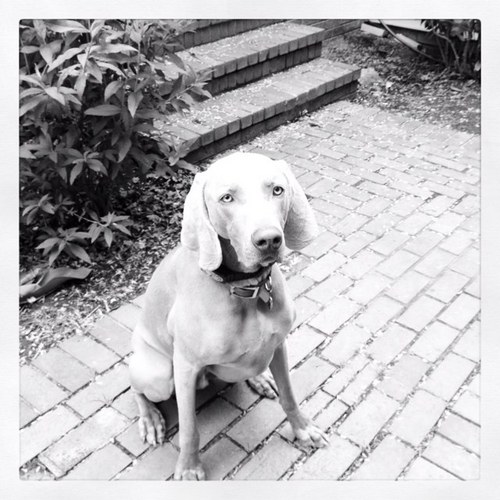 weims4me's profile picture. 