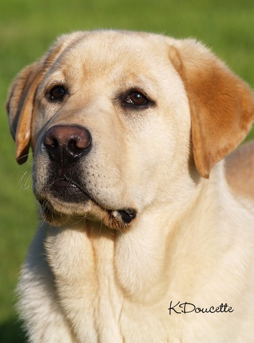 Breeding labrador retriever puppies with all the traits true to the labrador breed.  Health and temperament are important to us