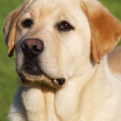 Doukare kennels cheap