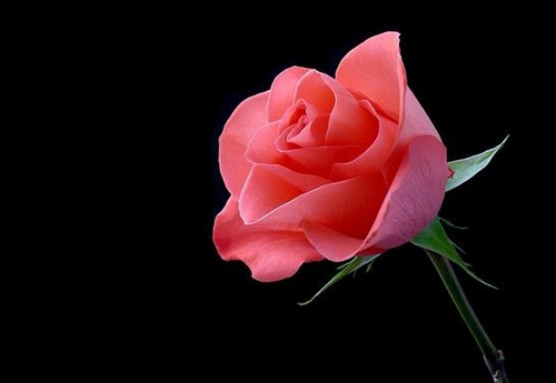 seaskyq1's profile picture. 