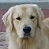 4 year old golden retriever in Key West. I love to swim, run play, eat, go boating, chase cats and hang out with my peeps at the office during the day