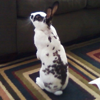 adventure seeking, binky jumping, nurse to M, cleverly awesome sweet girl bunny