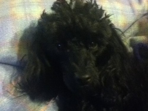 Tonino61Rosati's profile picture. 