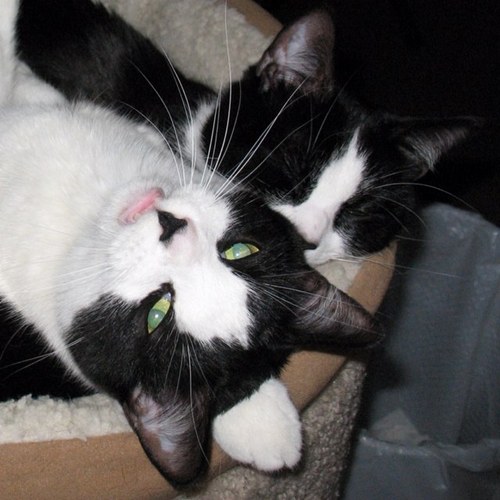 MirlasElderay's profile picture. Gaming person.  Engineering person.  Frequently found in Azeroth.  I am an altoholic.