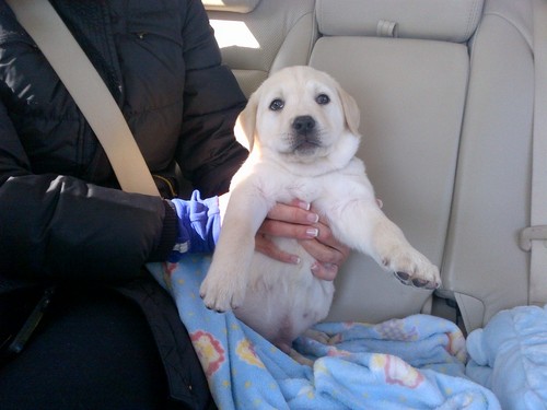 OliverRigby's profile picture. Livin' the life, 2 squares a day, all the treats I can eat, chasing the cats and rolling in Goose poop!