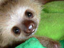 Become informed, and help! Sloths are an endangered species that are harmless and loving creatures.