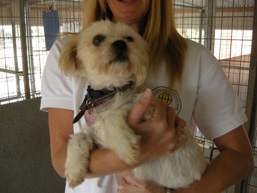 Hi this account is managed on behalf of rescue dogs in search of new homes.  We all come from Cyprus looking for new homes.