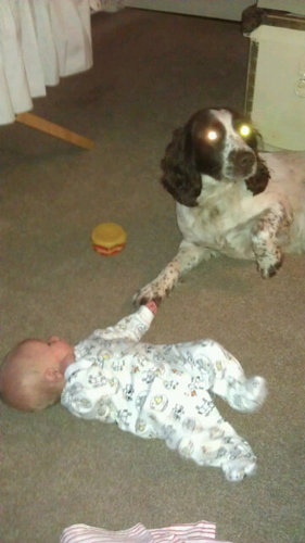 a boy, a girl, a Springer spaniel and a Labrador!