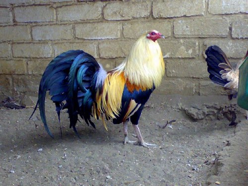 cameliasoto's profile picture. 