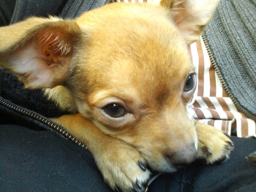 HeyKatsuro's profile picture. Im a 1 year old Pomeranian Chihuahua puppy who loves sleep, sarcasm, politics, and my dads. #TeamPuppy