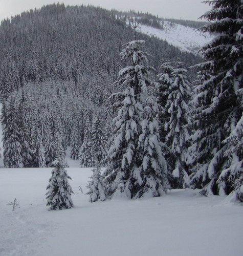 gnr1231's profile picture. 