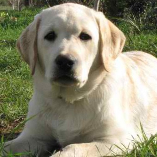 panmixal's profile picture. 