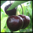ChardCherries's profile image