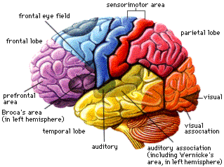 Hi everyone!  On this Twitter page, I am sharing tweets about recent news regarding the brain: diseases, anatomy, physiology, etc. Thanks!